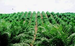 Lahan Sawit Program Pemerintah Kabupaten Siak di Perjualbelikan